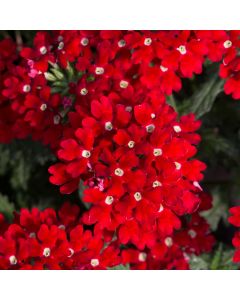 Verbena Enchantment  Red (Trailing) | Tray of 42 Large Plug Plants