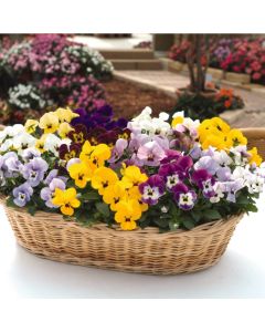 Viola Sorbet Babyface Mixed | Tray of 350 Plug Plants