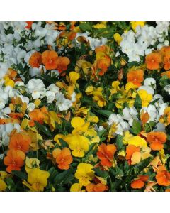 Viola Sorbet Citrus Mixed | Tray of 350 Plug Plants