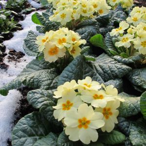 Primrose Everlast | Tray of 40 Plug Plants