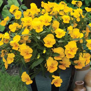 Pansy Trailing Freefall XL Bright Yellow (Autumn & Winter Flowering) | Tray of 40 Plug Plants