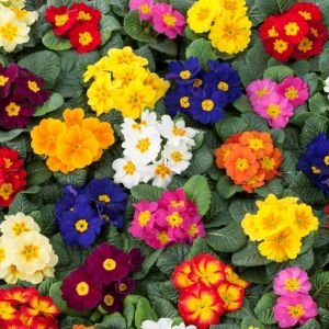 Primrose Rambo Mixed |Tray of 40 Plug Plants