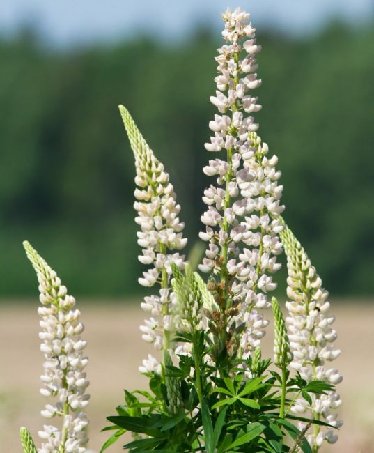 Lupinus Gallery White Shades | 9cm Garden Ready Plant