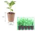 Viola Ultima Radiance F1 Pink Imp. | Pack of 5 Garden Ready 6cm Peat Pots