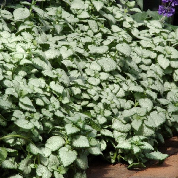 Lamium Trailing White Nancy | Pack of 3 Garden Ready 6cm Peat Pots