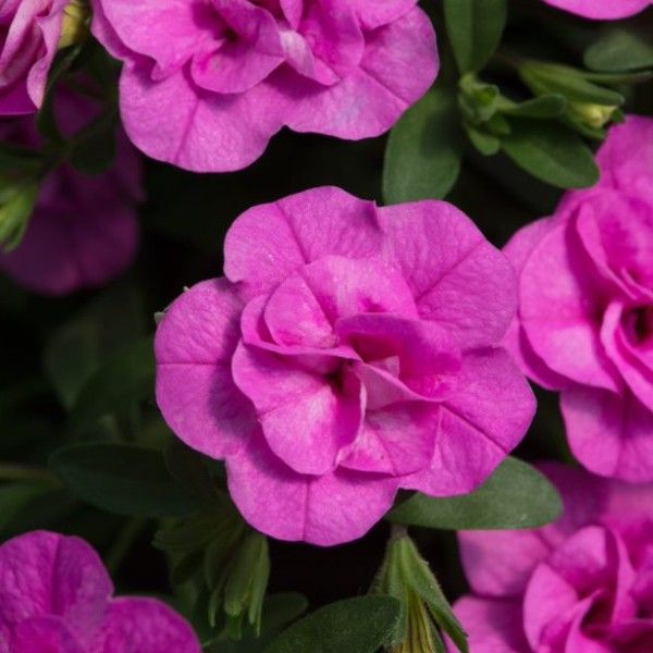 Calibrachoa Double Can Can Pinkmania | 5 Large Plug Plants