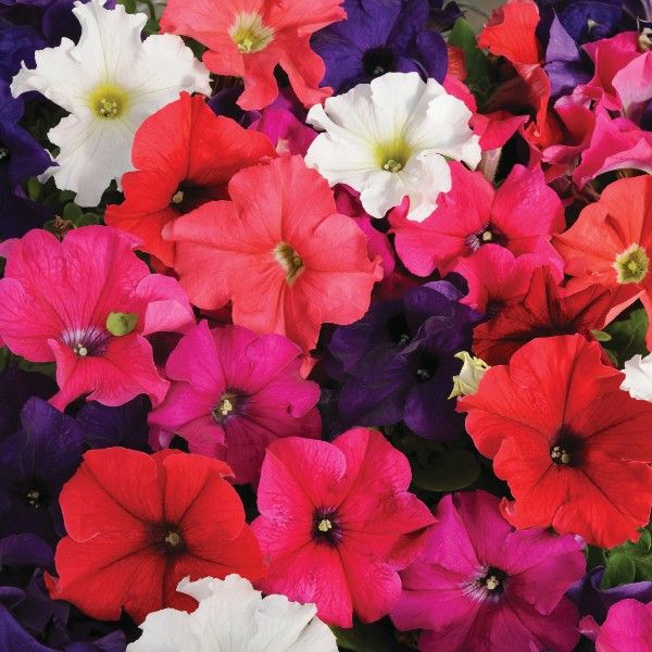 Petunia Eagle Mixed | Tray of 20 Plug Plants