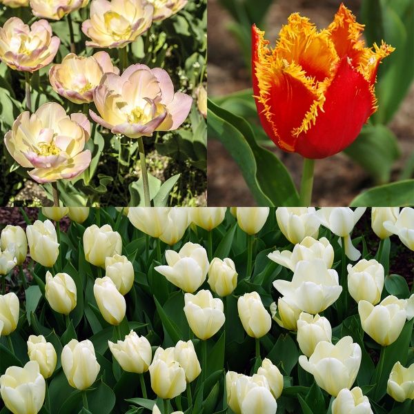 Pastel Colour Tulip Flowerbulb Collection | 18 Bulbs Per Pack