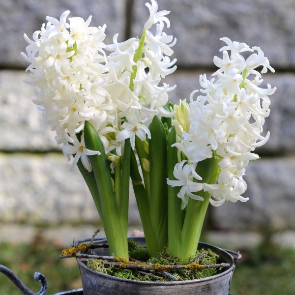 Hyacinthus Bedding 'Carnegie' | 3 Bulbs Per Pack