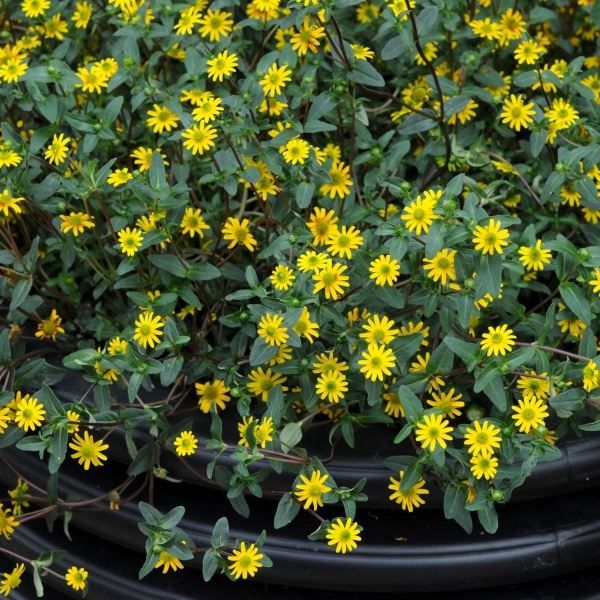 Sanvitalia Golden Aztec |  3 x 6cm Garden Ready Biodegradable Potted Plants