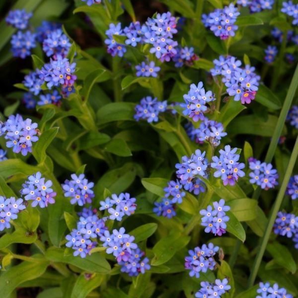 Myosotis Compindi (Forget-Me-Not) | Pack of 5 Garden Ready 6cm Peat Pots