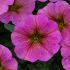 Petchoa BeautiCal Sunray Pink | 5 Large Plug Plants