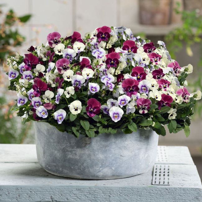 Viola Sorbet Raspberry Sundae Mix | Tray of 10 x 5cm Garden Ready Plants