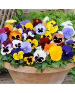 Pansy Matrix Mixed (Autumn and Winter Flowering) | Tray of 20 Plug Plants