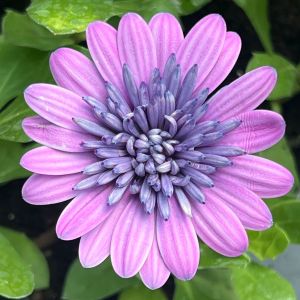 Osteospermum Senorita Lovely Pink | 5 x 6cm Garden Ready Plant the Pot Bedding Plants
