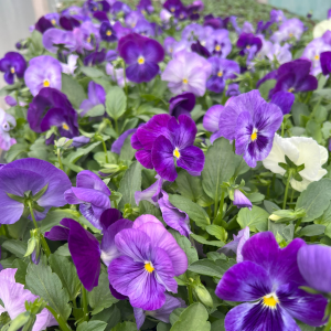 Pansy Matrix Lavender Shades | Tray of 10 x 5cm Garden Ready Plants