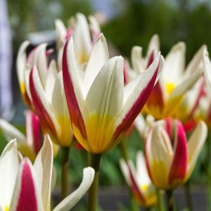 Tulip Kaufmanniana Johann Strauss | 5 Bulbs Per Pack