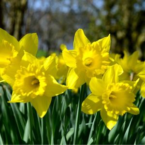 Narcissus 'Carlton' - Cupped Daffodil Bulbs| Box of 30 Bulbs
