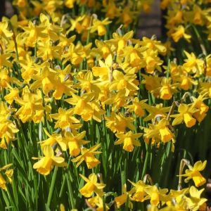 Narcissus Tete a Tete Bulbs | Pack of 500 Miniature Daffodil