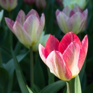 Tulip Fosteriana â€˜Flaming Purissimaâ€™ | 10 Bulbs Per Pack