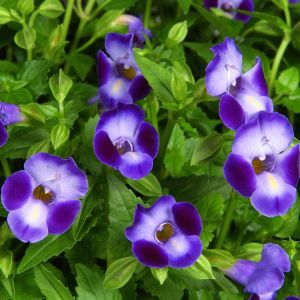 Torenia Moon Blue | 5 Large Plug Plants
