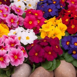 Primrose Wanda Mixed | Tray of 120 Value Plug Plants