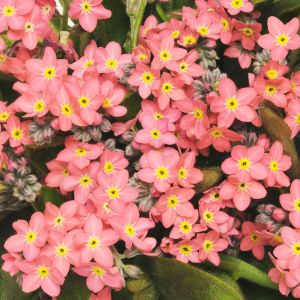 Myosotis (Forget-Me-Not) Sylvia Rose | 5 x 6cm Garden Ready Biodegradable Potted Plants