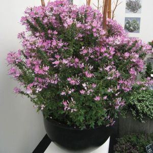 Cleome Clio Magenta | 5 Large Plug Plants