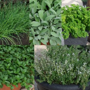 Specially Selected Mixed Herbs | Tray of 10 x 5cm Garden Ready Plants