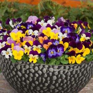 Viola Sorbet Jump Up Mixed | Tray of 120 Value Plug Plants