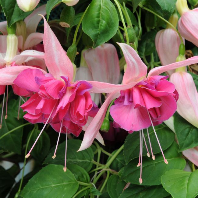 Giant Fuchsia Bella Rosella (Trailing) | 5 Large Plug Plants