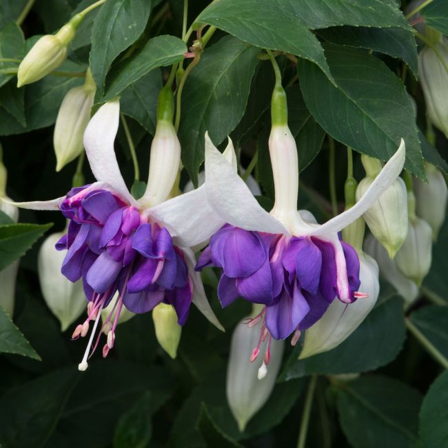 Giant Fuchsia Deep Purple (Trailing) | 5 Large Plug Plants