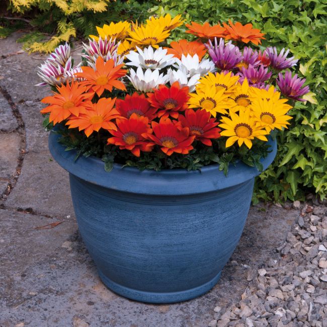 Gazania Kiss Mixed | Tray of 40 Plug Plants