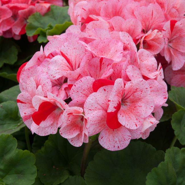Geranium Horizon Raspberry Ripple| Tray of 40 Plug Plants 