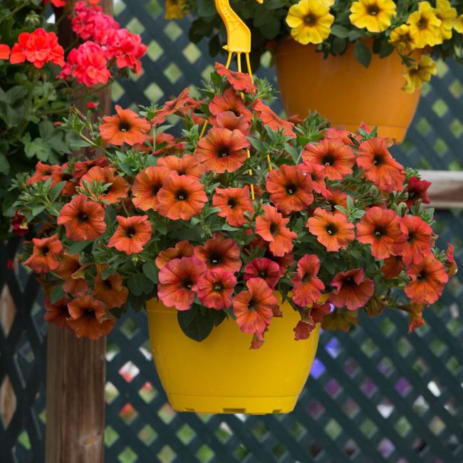 Petchoa BeautiCal Cinnamon| 5 Large Plug Plants