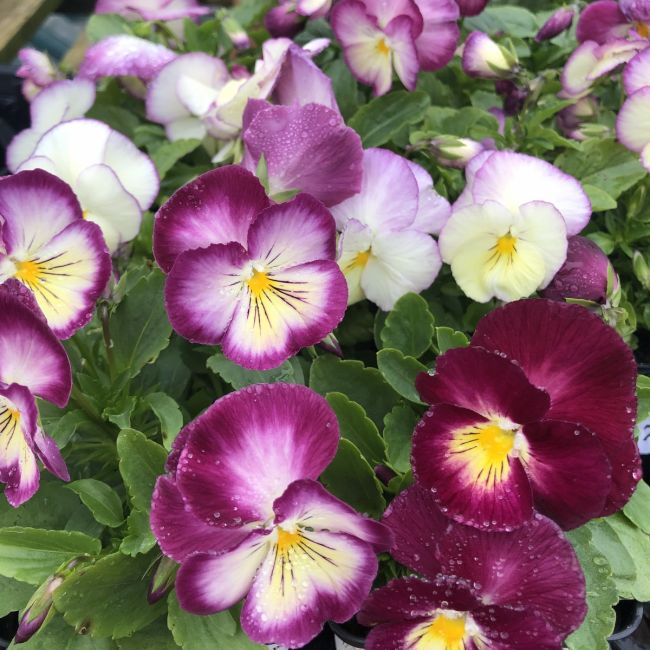 Viola Ultima Radiance F1 Pink Imp. | Pack of 5 Garden Ready 6cm Peat Pots