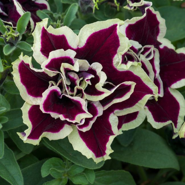 Petunia Tumbelina Superstar | 5 Large Plug Plants