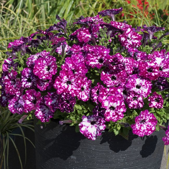 Petunia Royal Sky | 5 Large Plug Plants