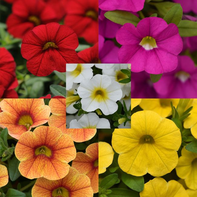 Calibrachoa Single Collection | 5 Large Plug Plants