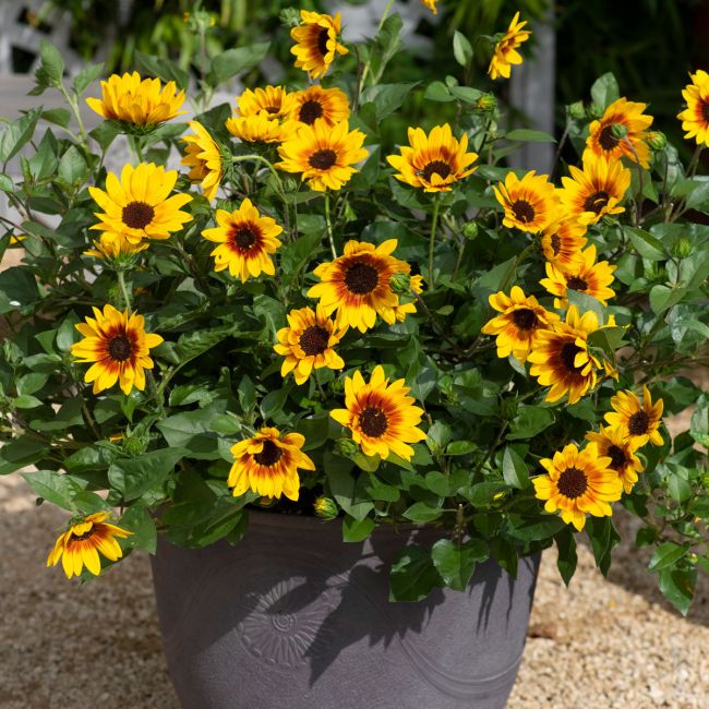 Helianthus (Sunflower) Sunbelievable Brown Eyed Girl | 3 Large Plug Plants