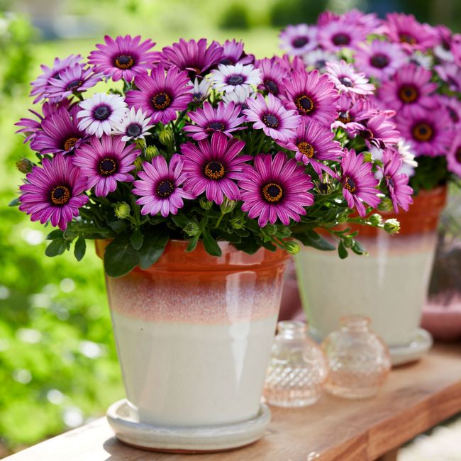 Osteospermum Senorita Linda  | 5 x 6cm Garden Ready Plant the Pot Bedding Plants