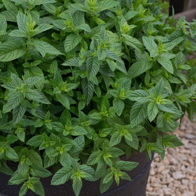 Mint Spear Mentha Spicta (Garden Mint) | Pack of 3 Garden Ready 6cm Peat Pots