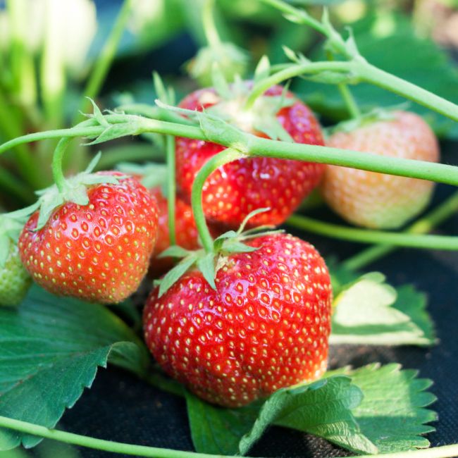 Strawberry Elsanta   | 9cm Garden Ready Plant