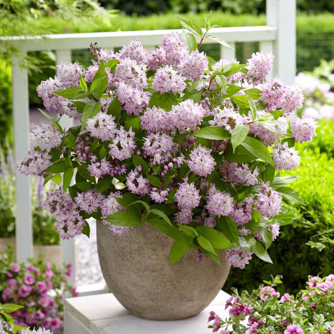 Deutzia Raspberry Sundae | 9cm Garden Ready Plant