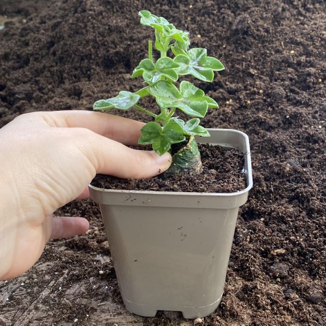 Recyclable Square Taupe-Grey 9cm Plastic Plant Pots | Pack of 10