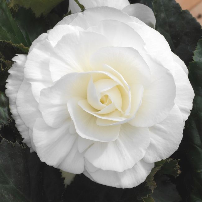 Begonia Non Stop White| Tray of 84 Large Plug Plants
