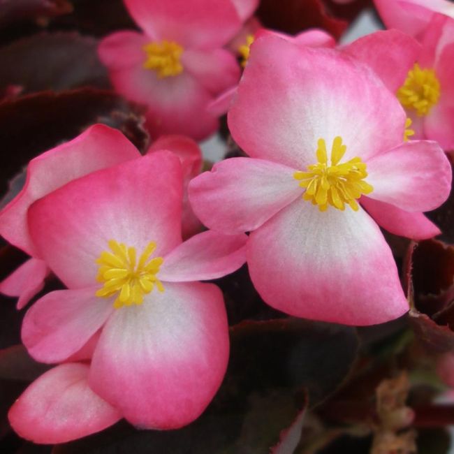 Begonia Senator IQ Rose Bicolour | Tray of 40 Plug Plants