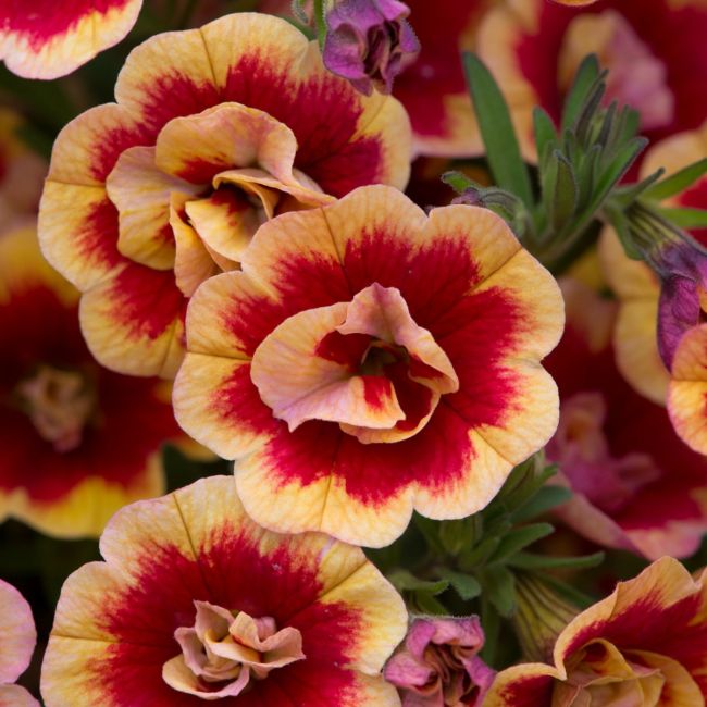 Calibrachoa Double Can-Can OrangeTastic | 5 Large Plug Plants
