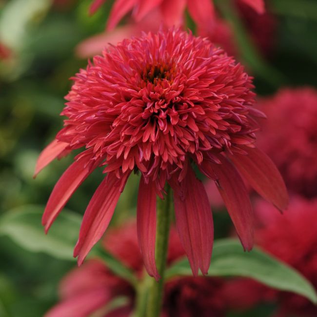 Echinacea Double Scoop Cranberry | Garden Ready Perennial 9cm Pot