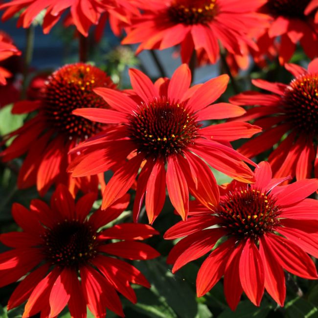 Echinacea Sombrero Sangrita | Garden Ready Perennial 9cm Pot